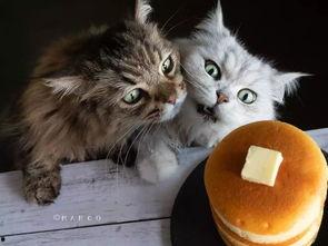 51喵小吉黑料吃瓜